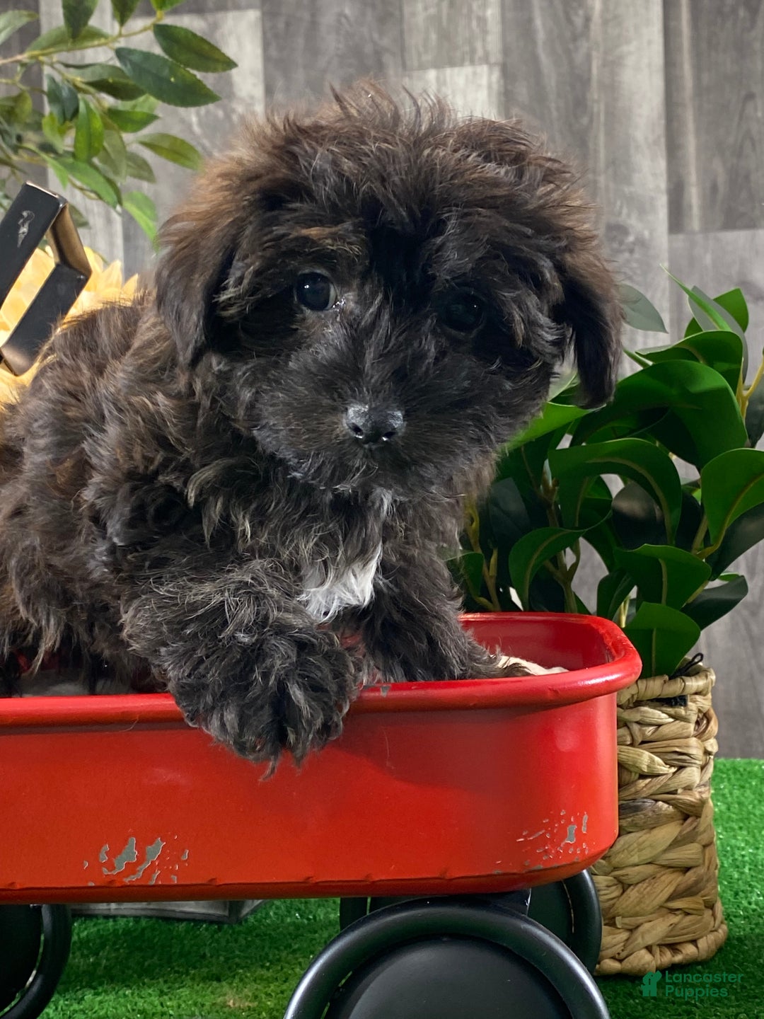 Yorkiepoo dogs for sale: Parker - Ad 4