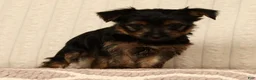 Yorkshire Terrier dogs for sale: Leo - Ad 6