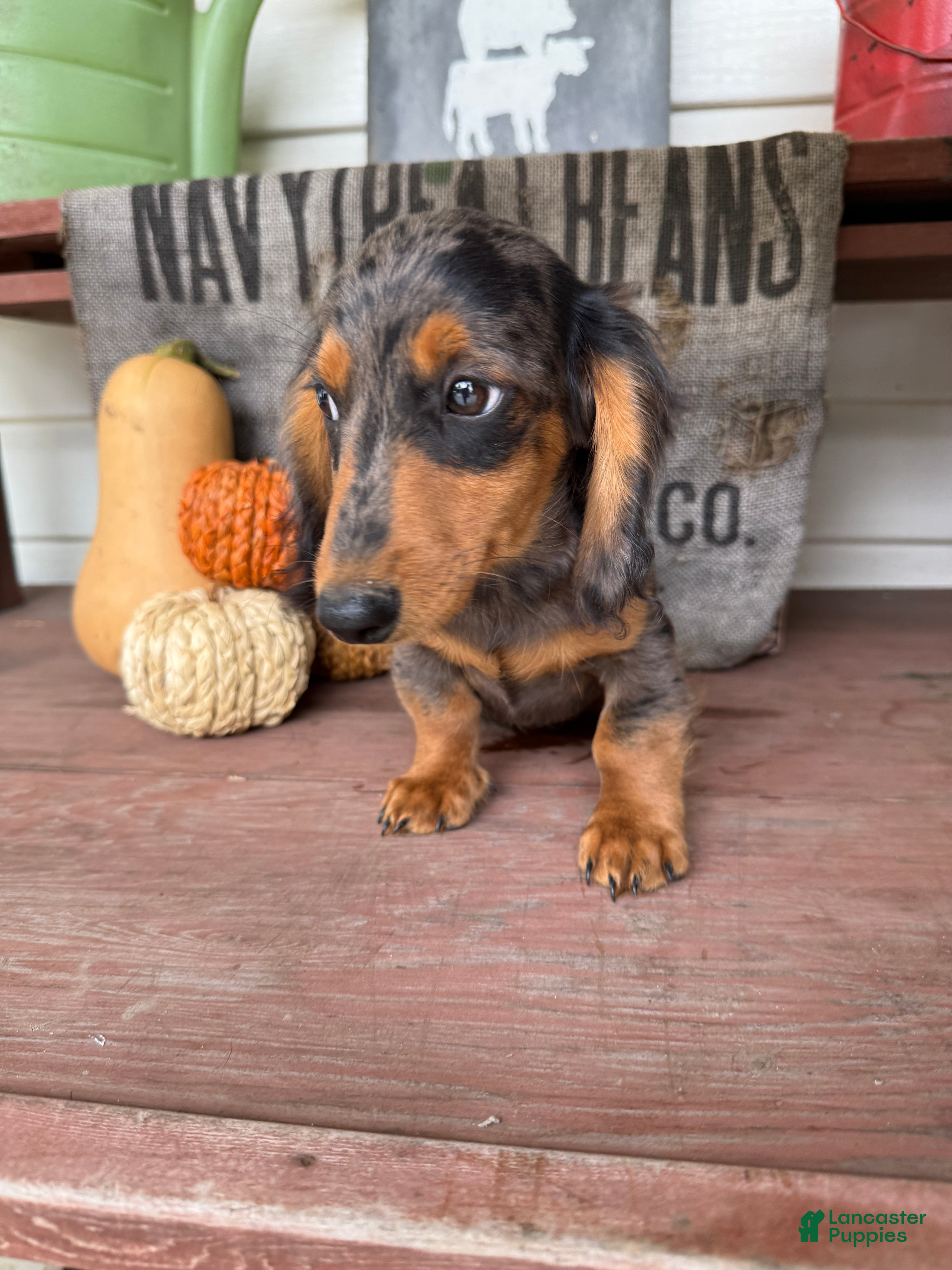 Miniature Dachshund dogs Chuck - Ad 1