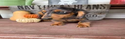 Miniature Dachshund dogs for sale: Chuck - Ad 1