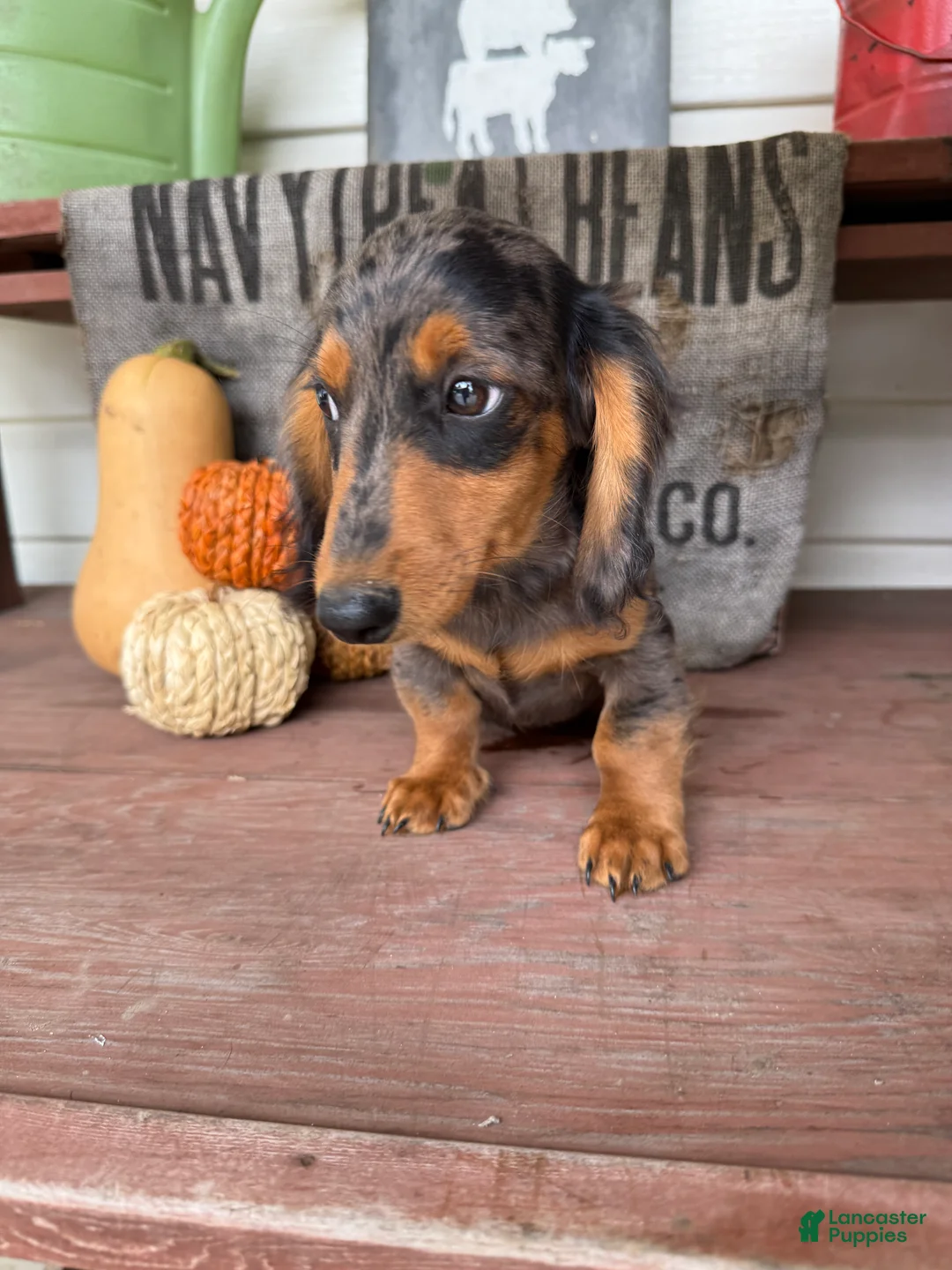 Miniature Dachshund dogs for sale: Chuck - Ad 1