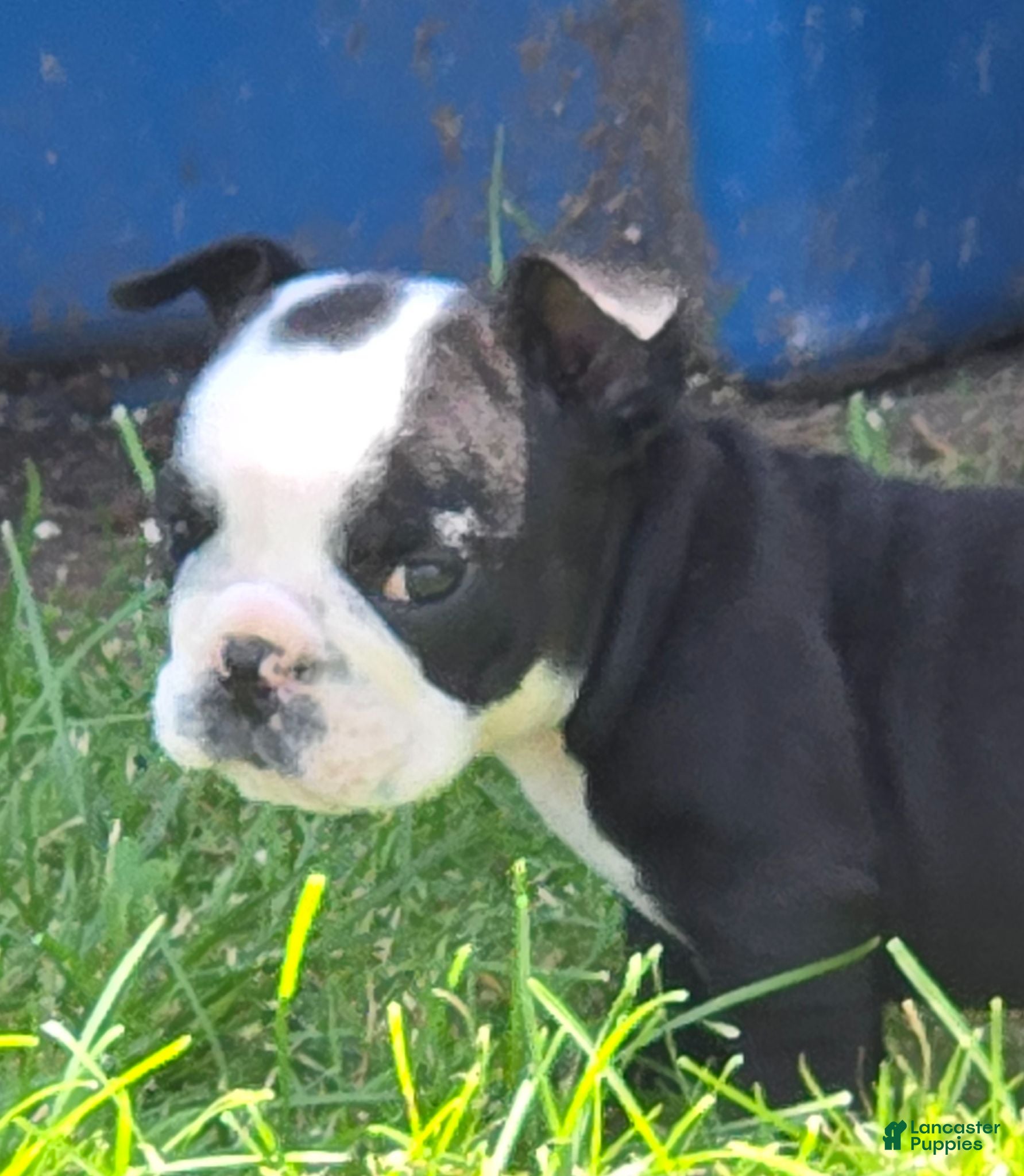 English Bulldog dogs Frank - Ad 1