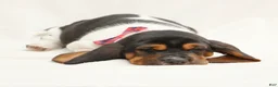 Basset Hound dogs for sale: Angel - Ad 8
