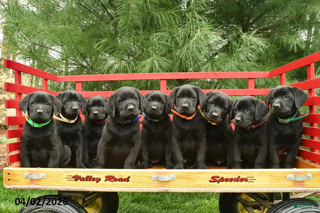 Labrador Retriever dogs for sale: Frodo  - Ad 3