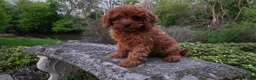 Cavapoo dogs for sale: Hope - Ad 2
