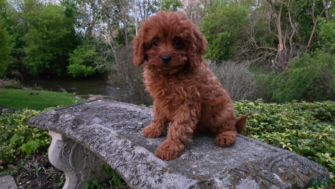 Cavapoo dogs for sale: Hope - Ad 2