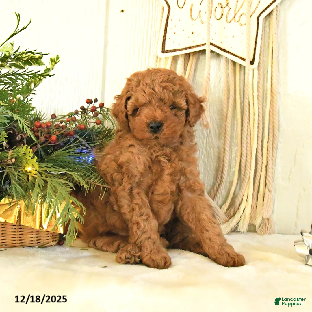 Toy Poodle dogs for sale: Bambi - Ad 4