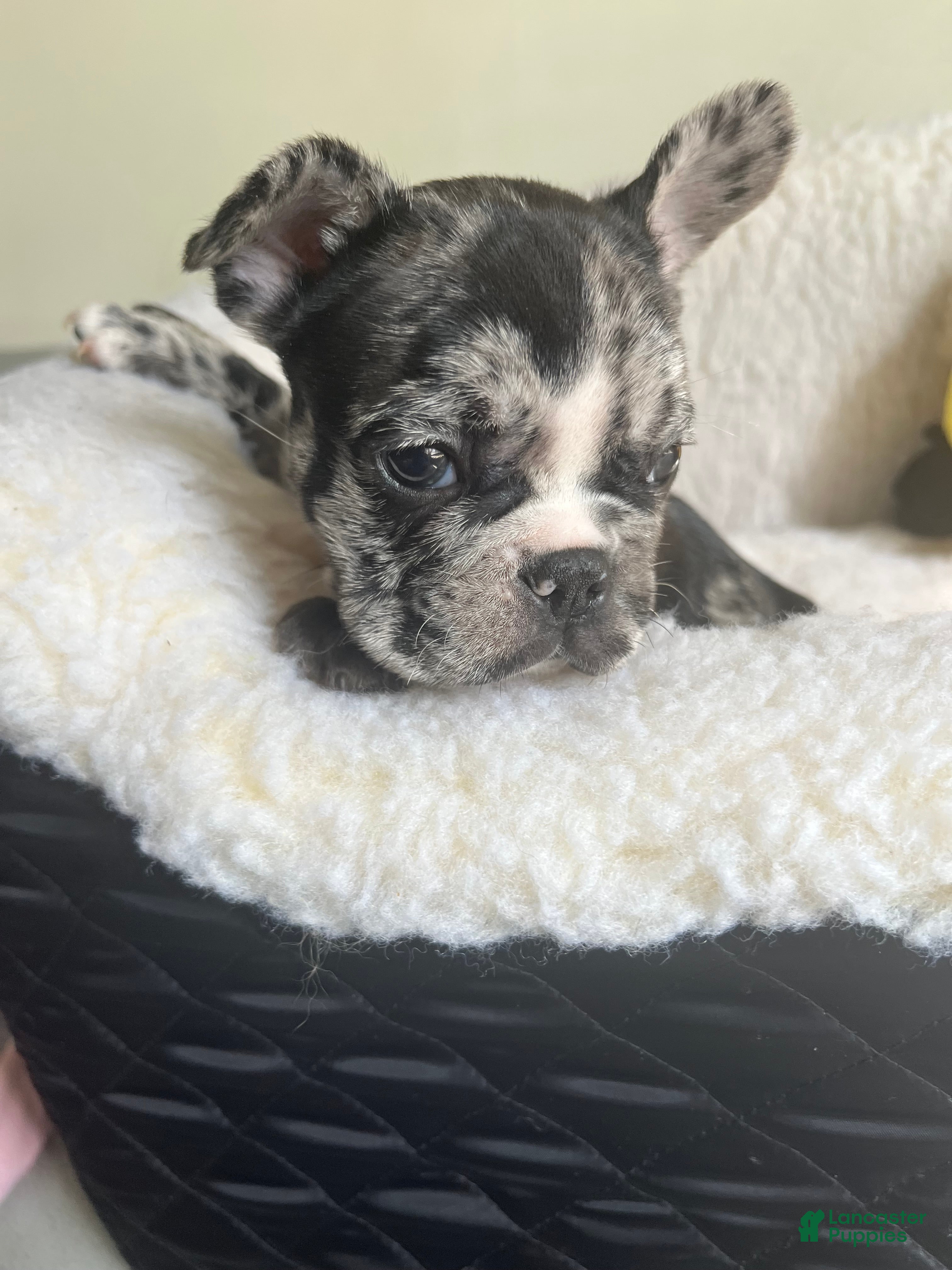 French Bulldog dogs French Bulldog Puppy 3 - Ad 24