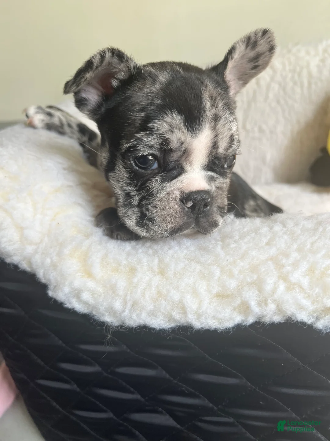 French Bulldog dogs for sale: French Bulldog Puppy 3 - Ad 1