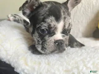 French Bulldog dogs French Bulldog Puppy 3 - Ad 24