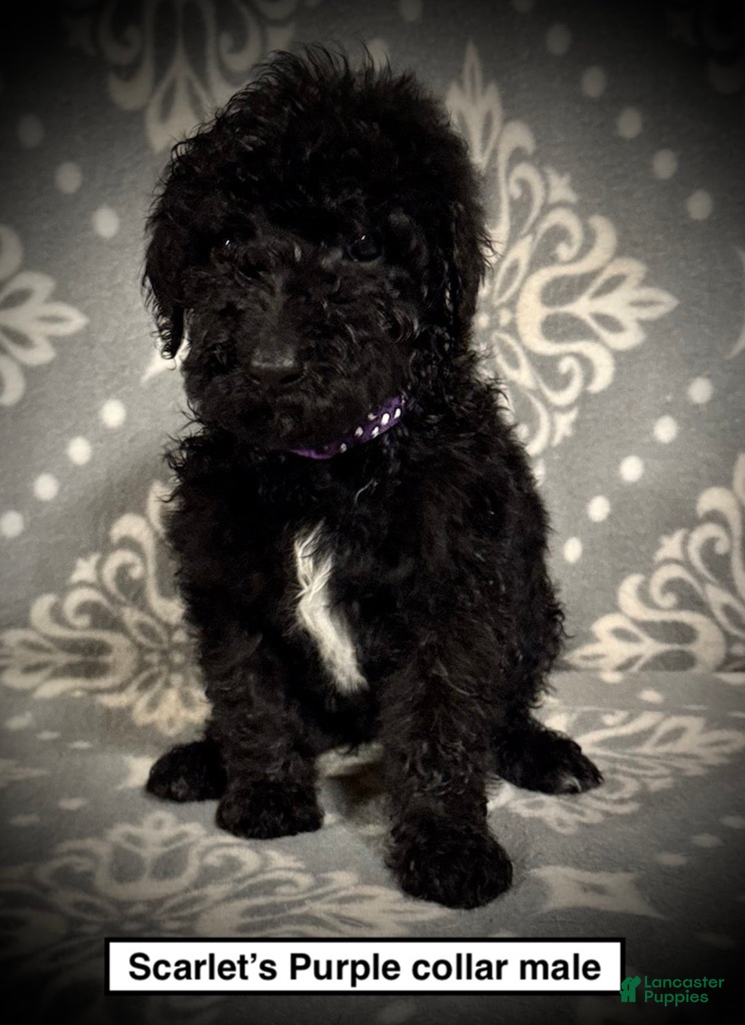 Standard Poodle dogs for sale: AKC Scarlet's Purple Collar Male - Ad 1