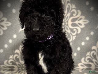 Standard Poodle dogs AKC Scarlet's Purple Collar Male - Ad 34