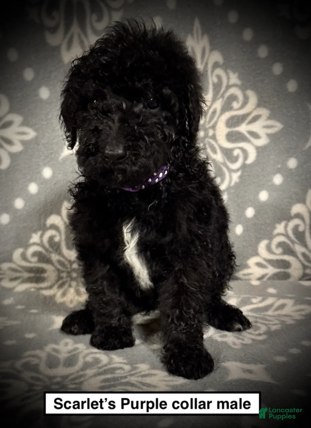 Standard Poodle dogs for sale: AKC Scarlet's Purple Collar Male - Ad 1