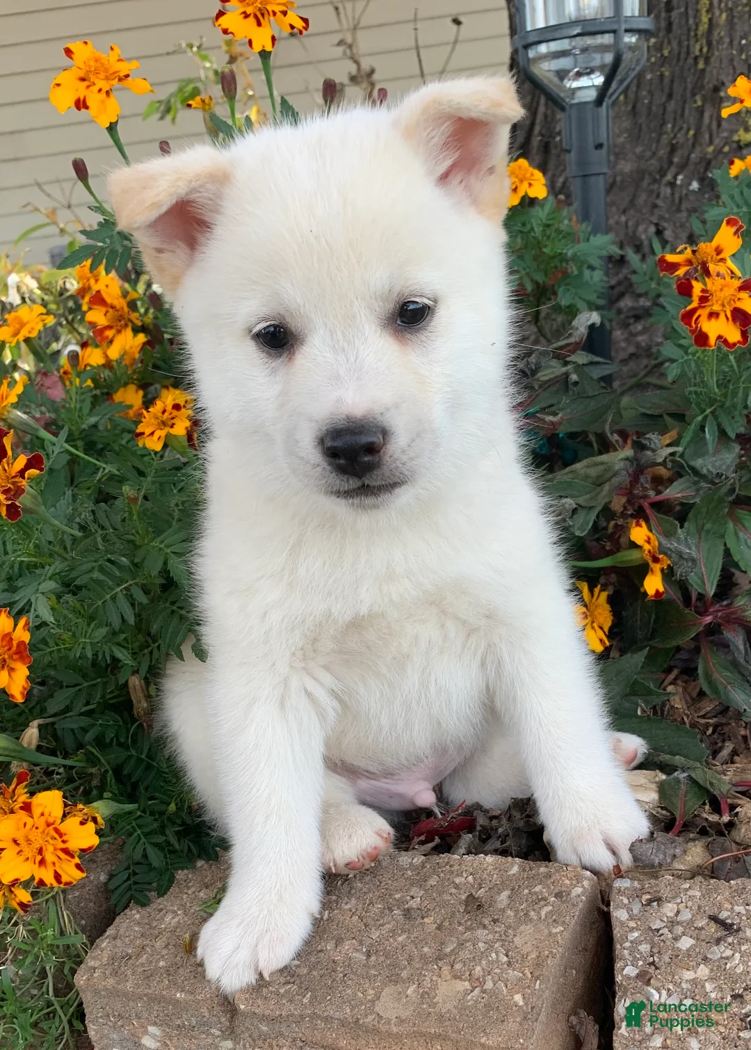 Alaskan Klee Kai dogs for sale: Fun Little Taz~! - Ad 6