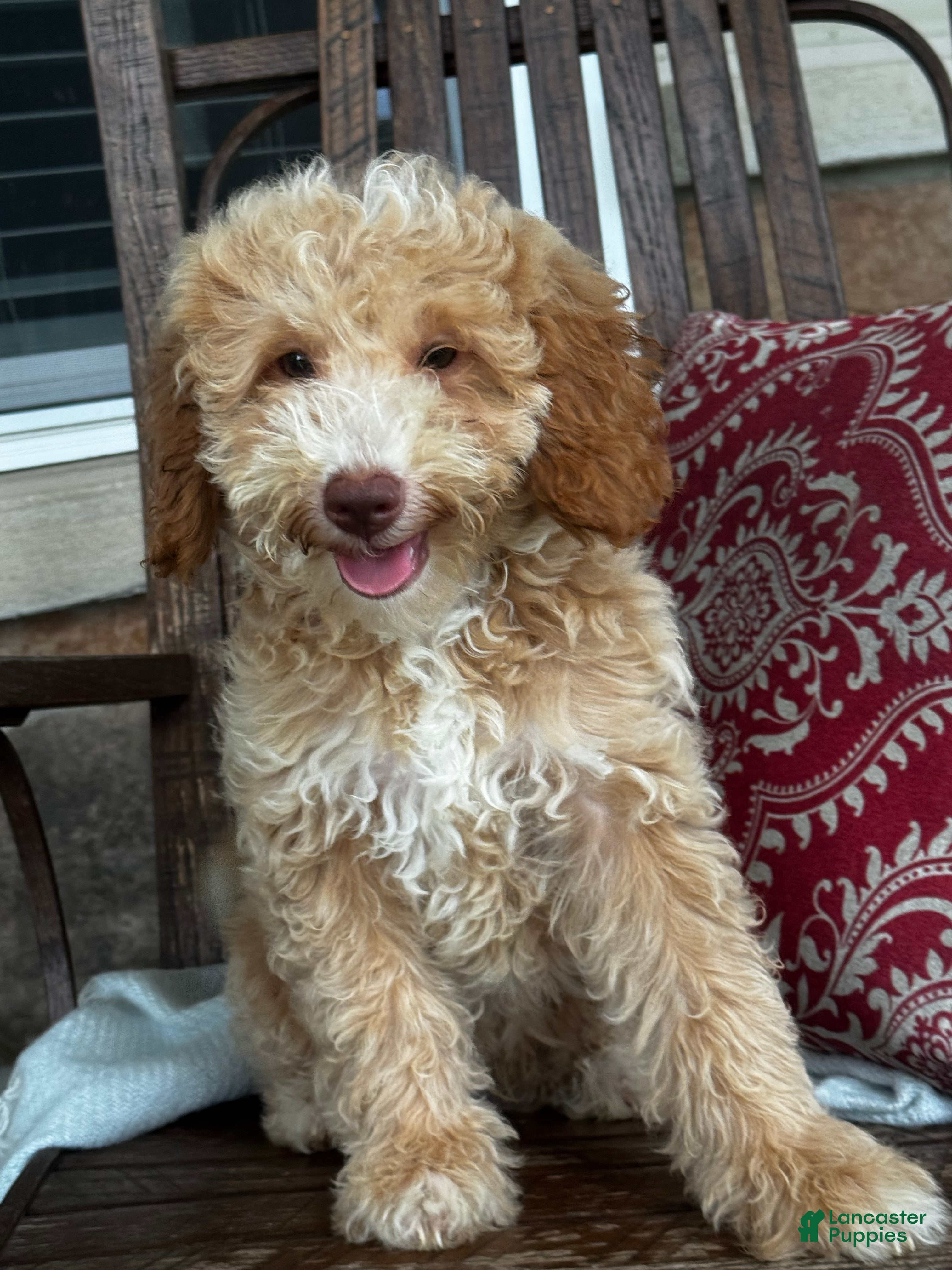 Mini Goldendoodle dogs for sale: Max - Ad 1