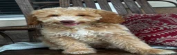 Mini Goldendoodle dogs for sale: Max - Ad 1