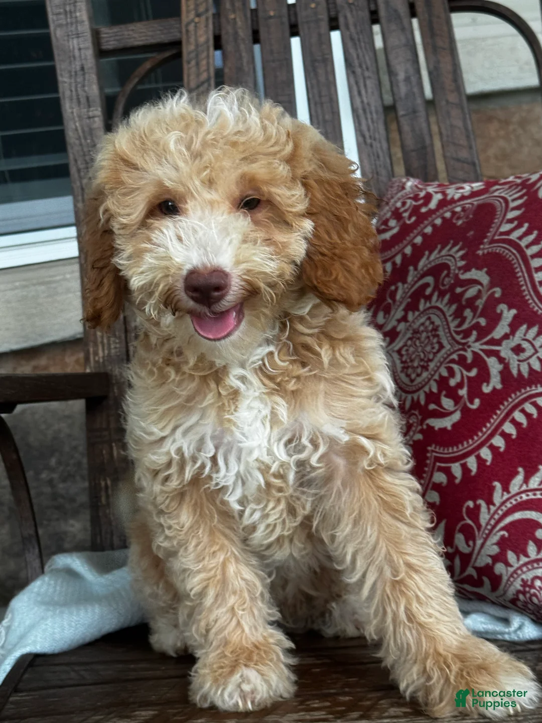 Mini Goldendoodle dogs for sale: Max - Ad 1