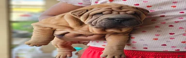 Shar Pei Puppy 3
