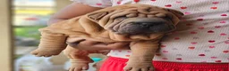 Shar Pei dogs for sale: Shar Pei Puppy 3 - Ad 1