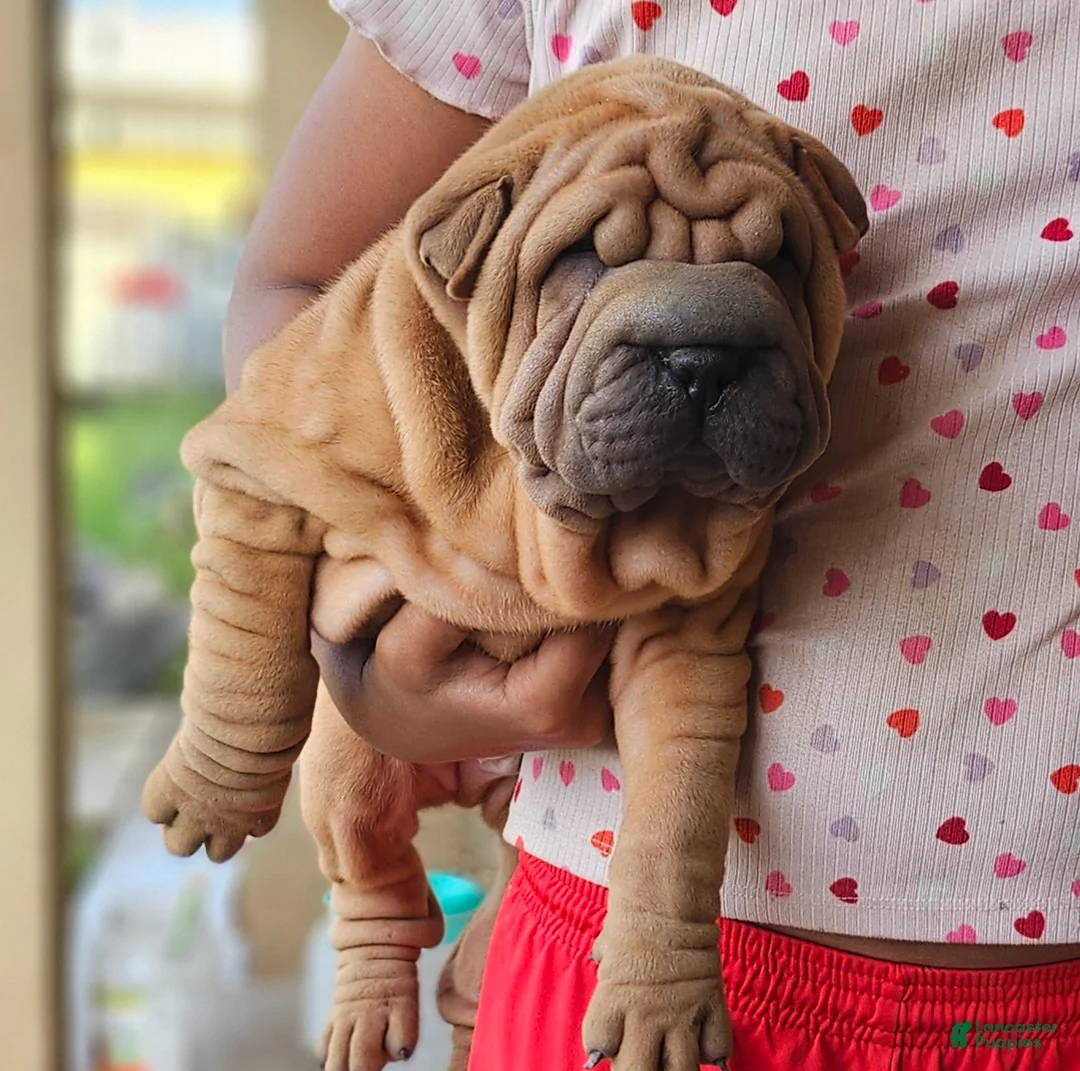 Shar Pei dogs for sale: Shar Pei Puppy 3 - Ad 1