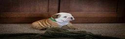 English Bulldog dogs for sale: Tony - Ad 4