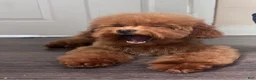 Toy Poodle dogs for sale: Little cliford  - Ad 3