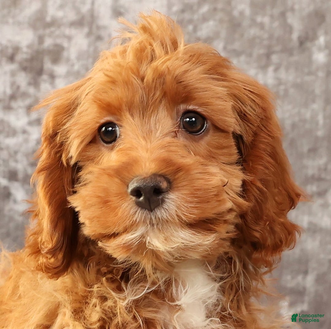 Cavapoo dogs for sale: Kimmy - Ad 9