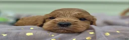 Cockapoo dogs for sale: Versace - Ad 26