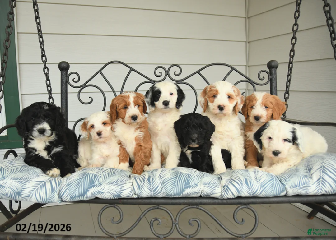 Bernedoodle dogs for sale: London - Ad 5