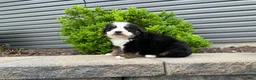 Bernese Mountain Dog dogs for sale: Heidi - Ad 5