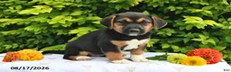 Mixed Breed dogs for sale: Daffy - Ad 5
