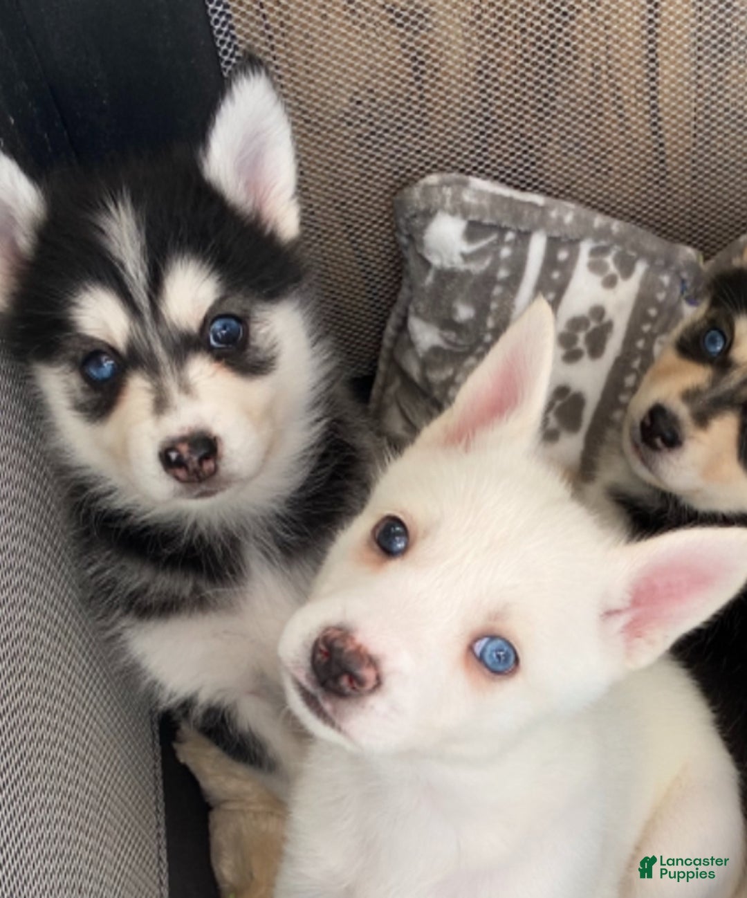 Pomsky dogs for sale: Bashful  - Ad 2