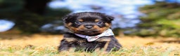 Rottweiler dogs for sale: Raven - Ad 5