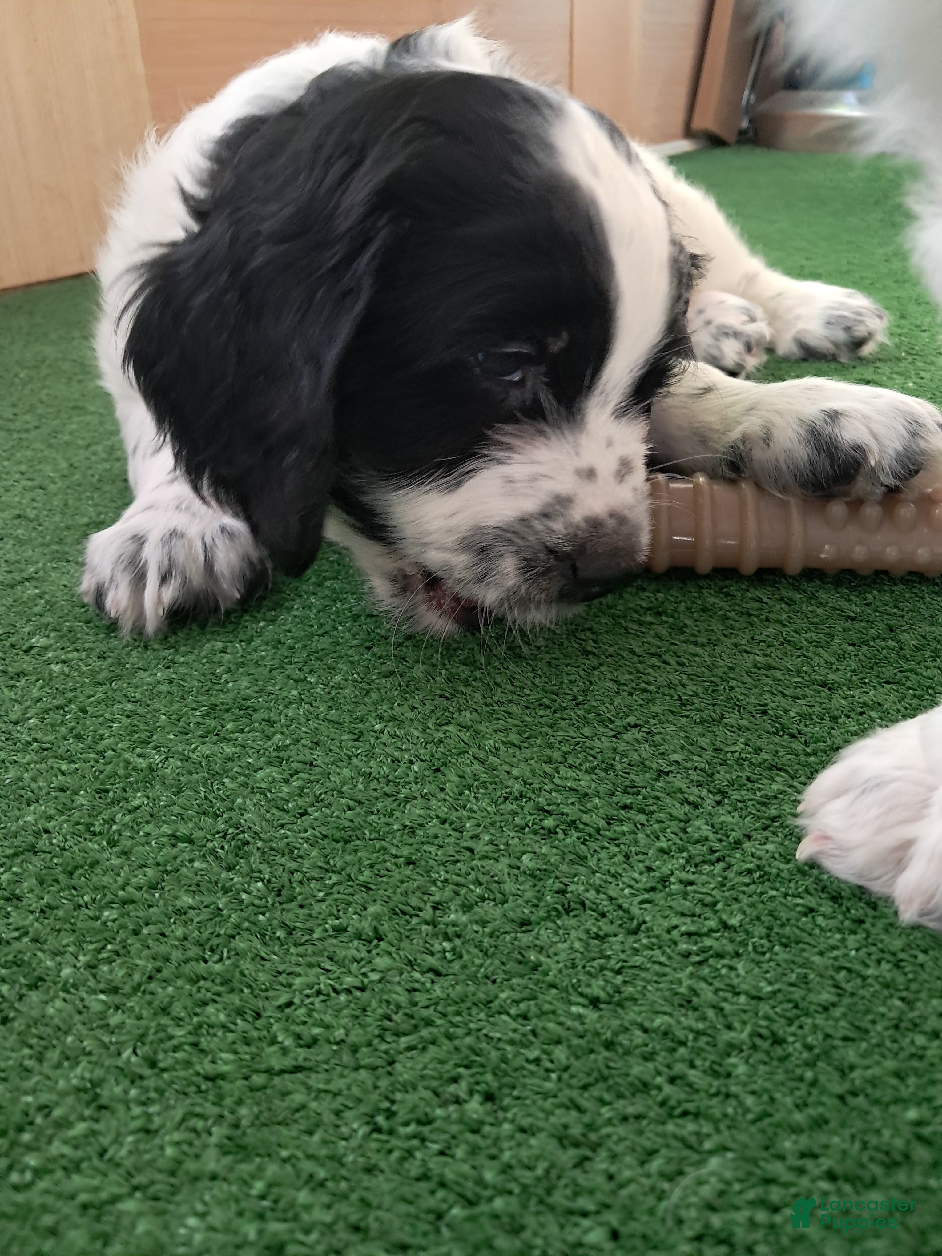 Double Doodle dogs Angus - Ad 2