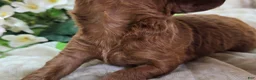 Cavapoo dogs for sale: Katydid - Ad 5
