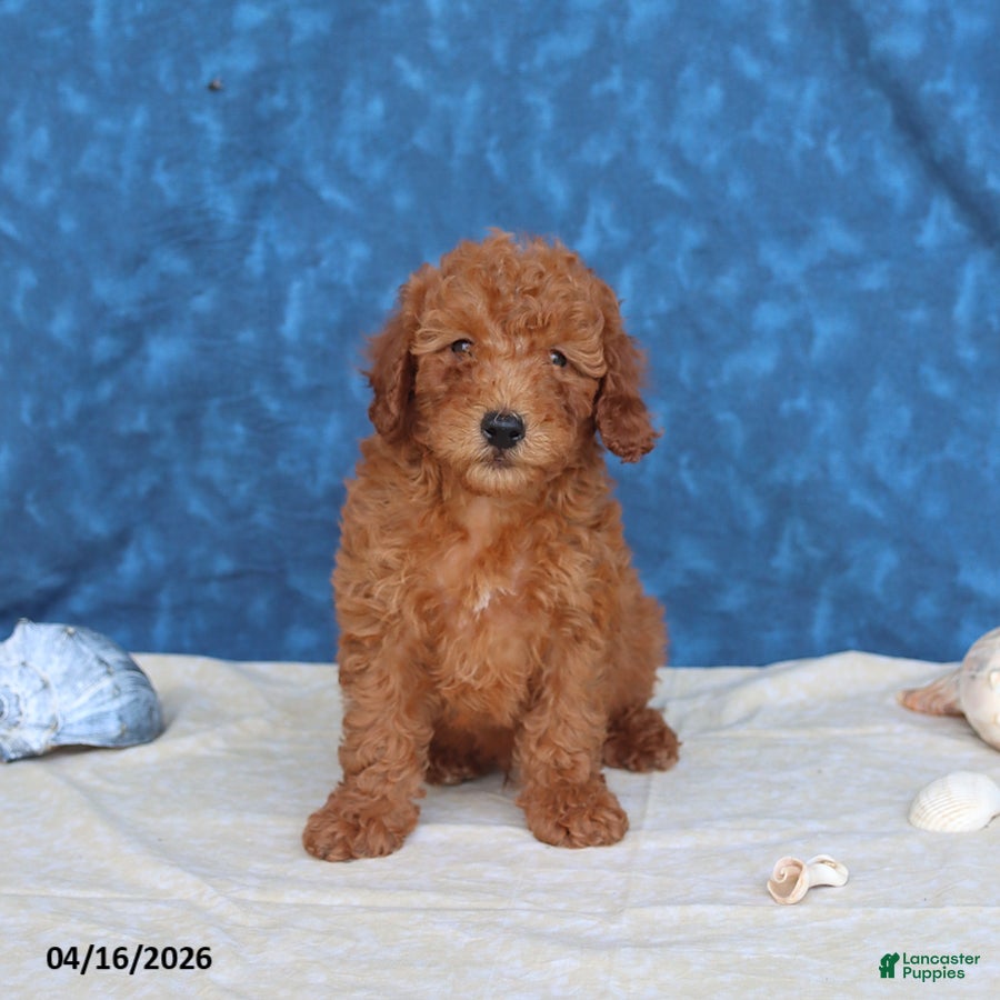 Goldendoodle dogs Bowser - Ad 1