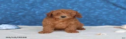 Goldendoodle dogs for sale: Bowser - Ad 1