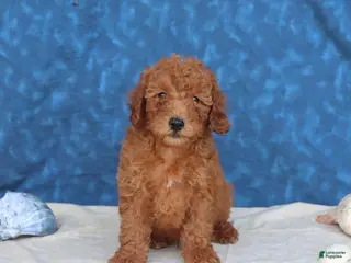 Goldendoodle dogs for sale: Bowser - Ad 1
