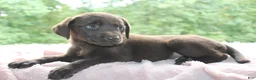 Labrador Retriever dogs for sale: Blossom - Ad 7