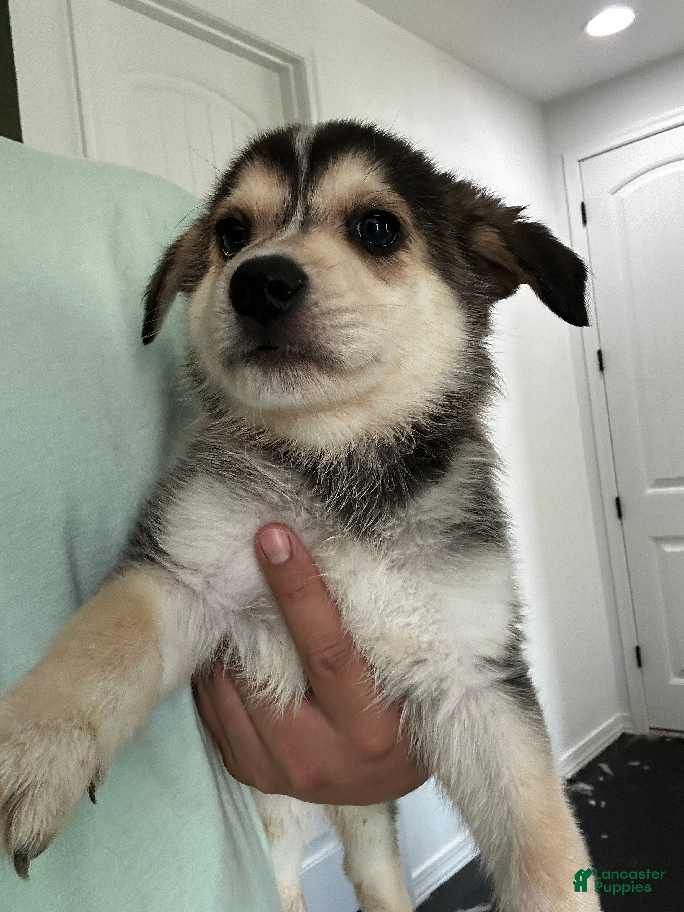 Gerberian Shepsky dogs Gerberian Shepsky Puppy 2 - Ad 1