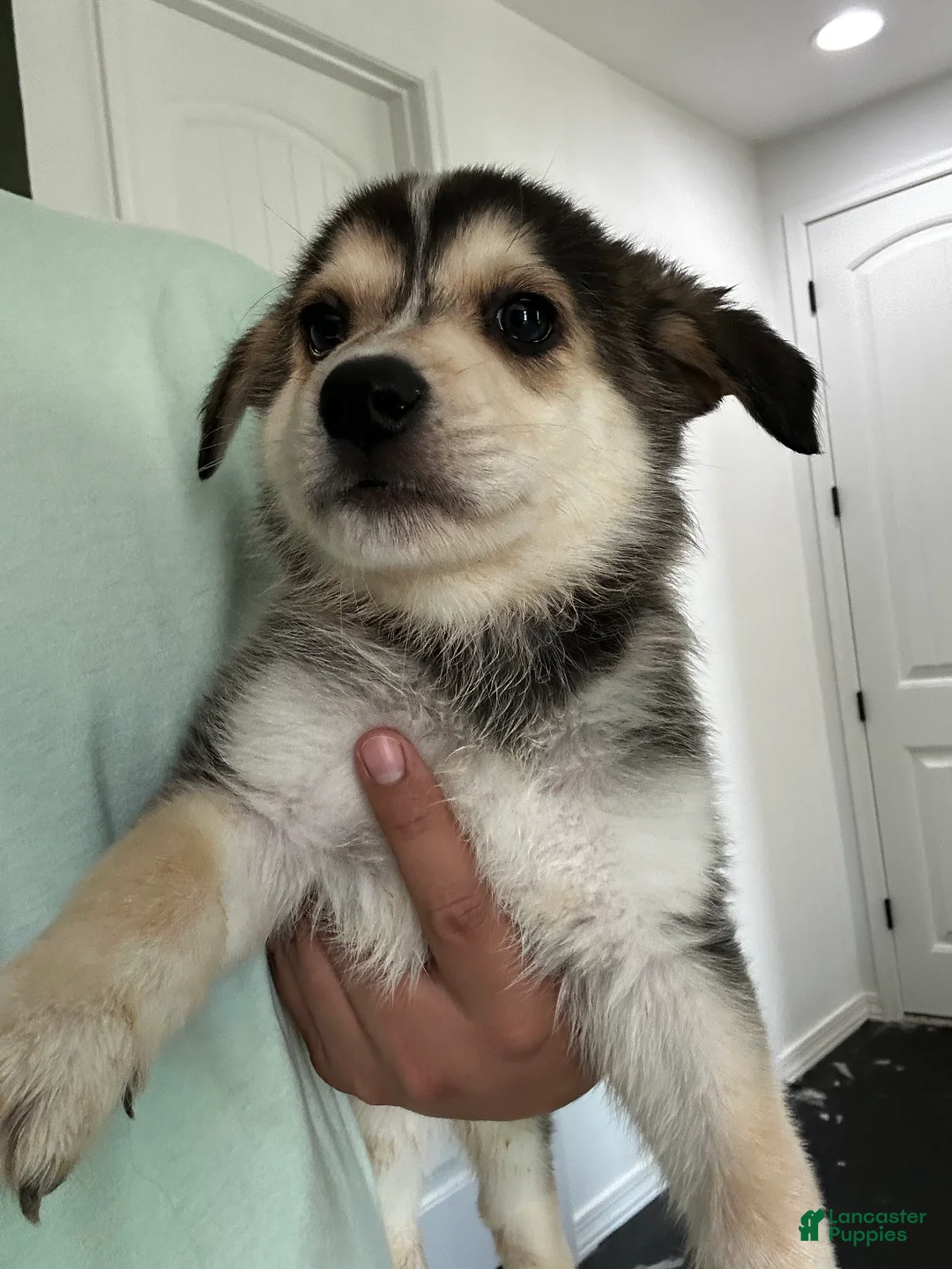 Gerberian Shepsky dogs for sale: Gerberian Shepsky Puppy 2 - Ad 1