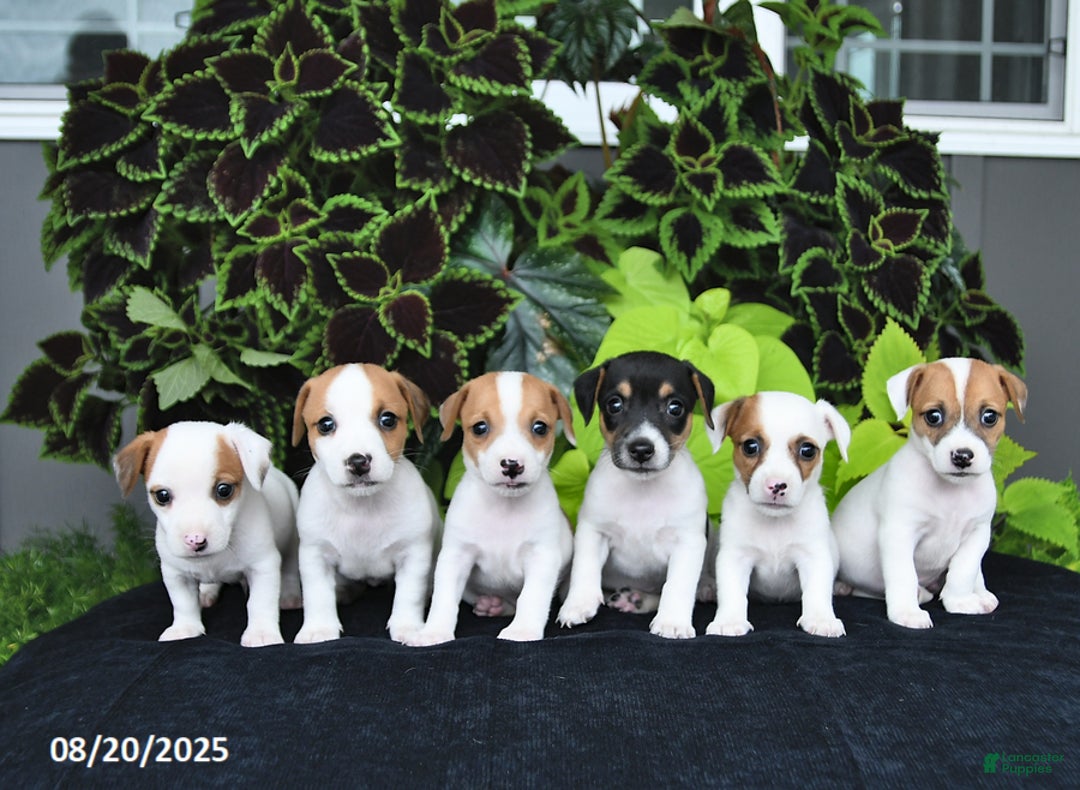 Jack Russell Terrier dogs for sale: Willow - Ad 2