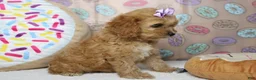 Cockapoo dogs for sale: Maddie - Ad 6