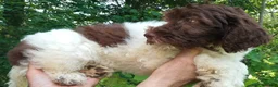 Cockapoo dogs for sale: "Rakia" $350 Elizabeth, IN / Louisville, KY - Ad 3