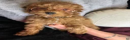 Toy Poodle dogs for sale: Fable - Ad 3