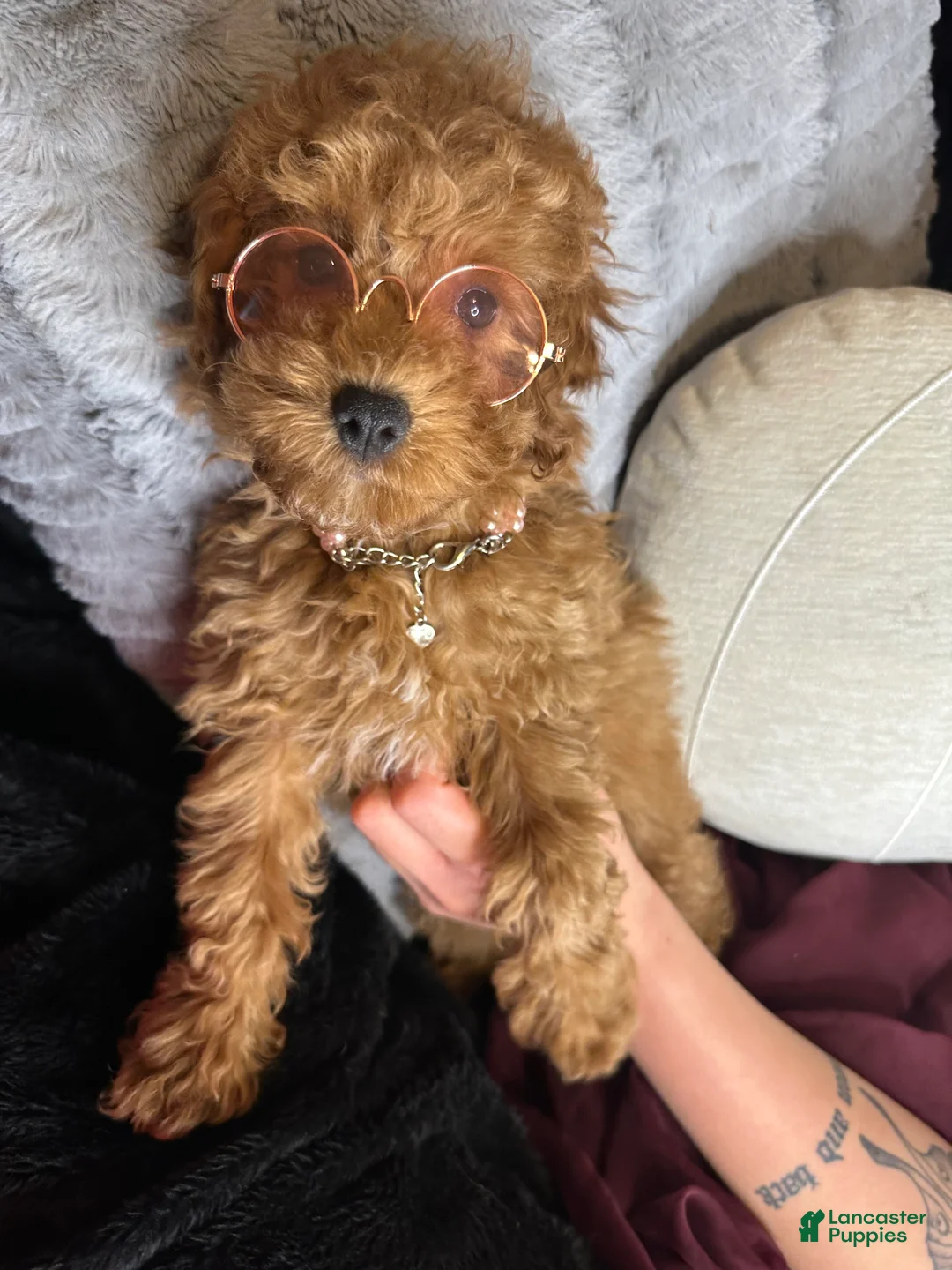 Toy Poodle dogs for sale: Fable - Ad 3
