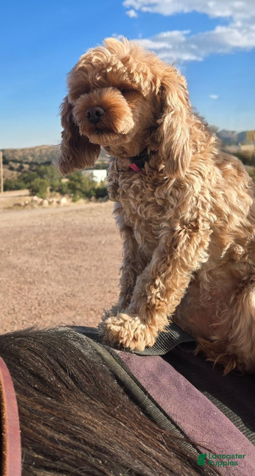 Cavapoo dogs for sale: Hawk - Ad 2