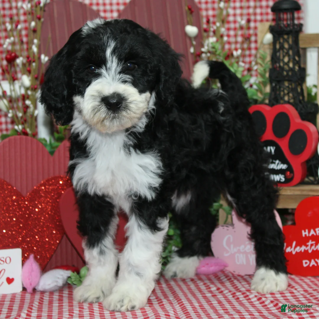 Mixed Breed dogs for sale: Ivy - Ad 2