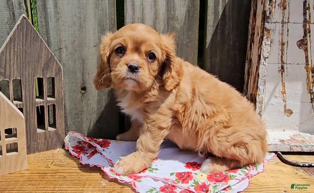 Cavalier King Charles Spaniel dogs for sale: Mildred - Ad 1