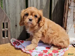 Cavalier King Charles Spaniel dogs Mildred - Ad 20